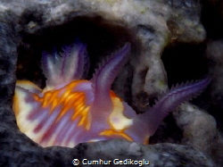 Chromodoris britoi
The nudi of the PHANTOM INN by Cumhur Gedikoglu 
